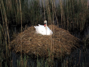 �j��arfugl Dana