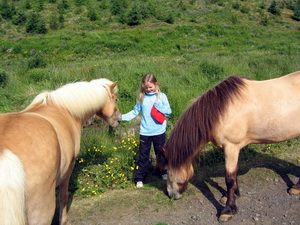 �essir hestar voru r�tt hj� Fl��um