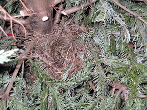 Hrei�ur � j�latr�nu 2005