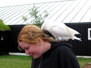 P�fagaukurinn var sn�ggur a� n� h�rteygjunni