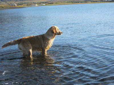 Ekki viss hvort h�n eigi a� �ora � sj�inn