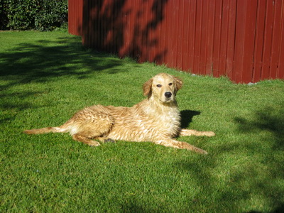 N�komin �r ba�i