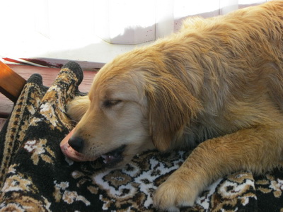 Me� hr�tt nautakj�t, frekar s�l � svipinn