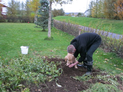 A�sto�a� vi� uppt�ku � kart�flum