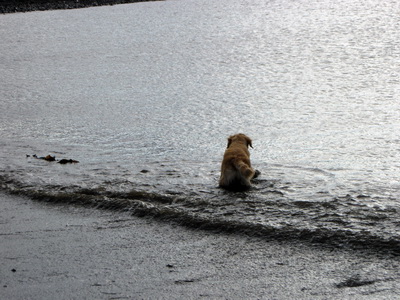 �etta er allt a� koma me� sj�sundi�