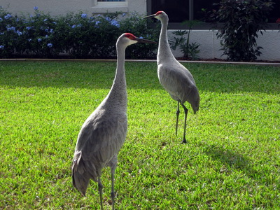 Vinalegir fuglar � brautarkanti