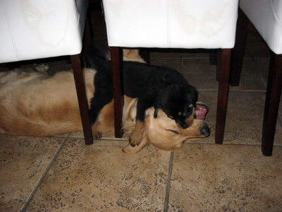 �a� er kjarkur � litla fr�ndanum, Damien