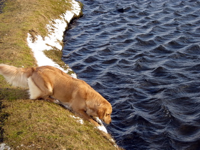 Spurning a� l�ta va�a e�a ekki