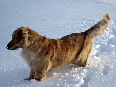 Alltaf gaman � snj�num