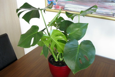 Alltaf spennandi a� sj� hvernig n�tt bla� l�tur �t!