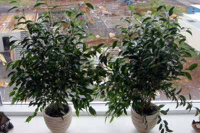 Enn b�tist � bl�masafni�