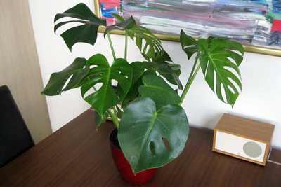 Bl�mi� vex og vex!