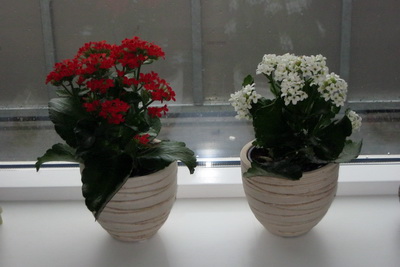 Kalanchoe