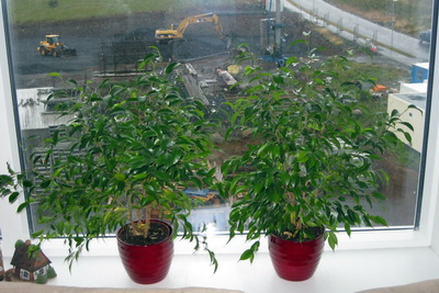 B�i� a� umpotta