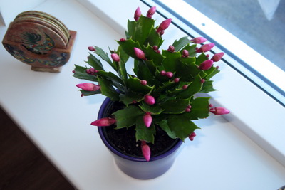 N�vemberkaktus � bl�ma um mi�jan september