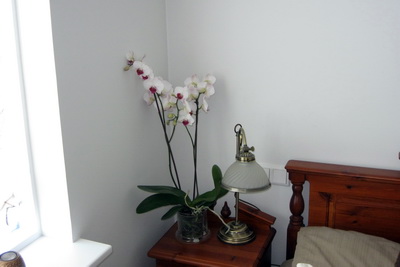 Ork�dea, var� a� hafa eina svolei�is vi� r�mi�