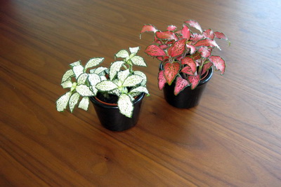 Ekki eru �ll bl�min st�r, ekki enn��!