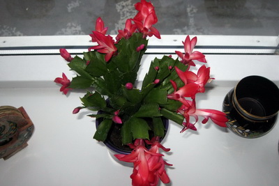 N�vemberkatusinn 27. september 2012