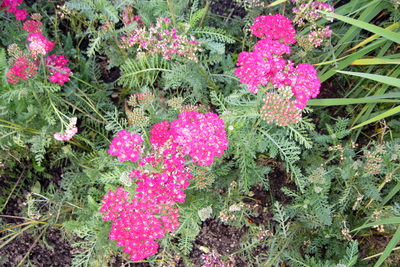 Fallegir litir � Kongens Have