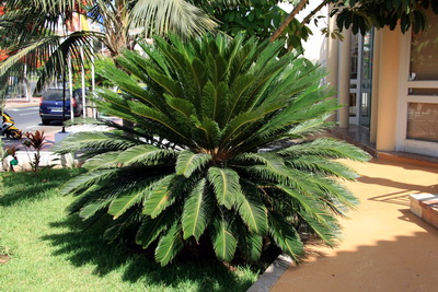 Vi� erum a� reyna a� r�kja svona stofubl�m � �slandi!