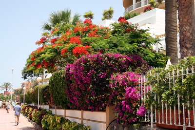 Falleg bl�m � Tenerife