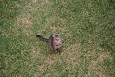 Kettir eru eins hvar sem er � heiminum, �essi er sp�nskur