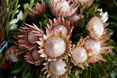 Ekki �l�gleg r�ktun