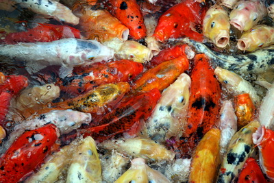 Fagur er fiskur � sj�num