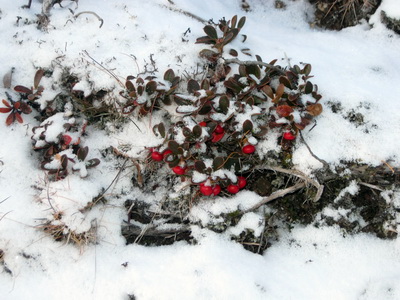 Berjalyng � Muna�arnesi � n��rsdag 2013