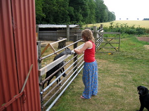 Arna Hr�nn a� gefa geitunum � Damg�rden morgunmat