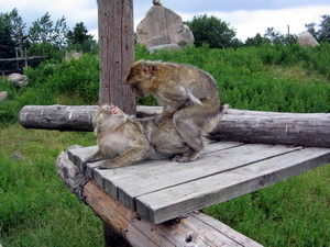 �etta er eiginlega varla h�ft til s�ningar!