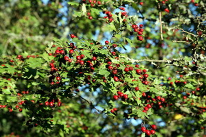 Fallegir litir � �essari mynd