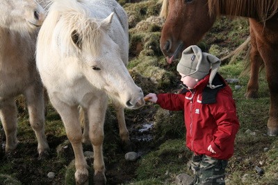 � sveitinni hj� Kollu lang�mmu a� gefa hestunum brau�