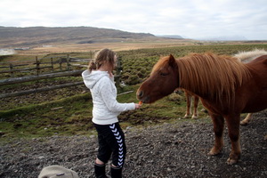 Ekkert hr�dd vi� hestana