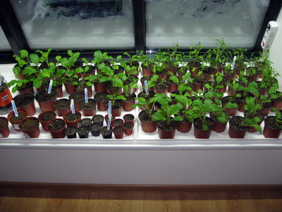 Gluggakistan � byrjun jan�ar 2015