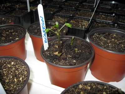 Bl�regn, ein af �remur pl�ntum sem komust til l�fs