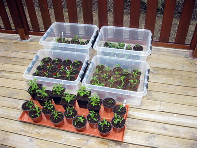 Pl�ntur hertar � lok apr�l 2015