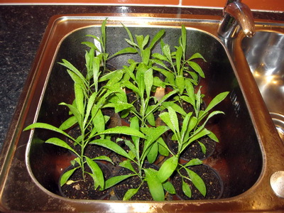 �a� er a� m�rgu a� huga vi� r�ktun