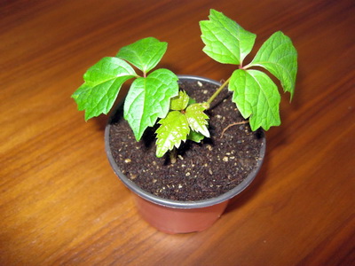 R��h�sv�nvi�ur