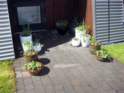 Hluti af r�ktuninni kominn � potta