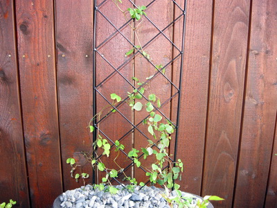 Klirfurhjarta, 21. j�n� 2015