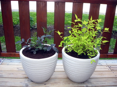 Svartyllir og japanskvistur