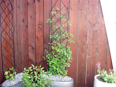 Klifurhjarta, 25. j�l� 2015