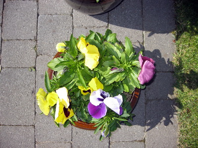 Stj�purnar halda �fram a� bl�mstra ��tt j�l� s� a� lokum kominn