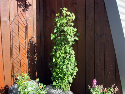 Klifurhjarta, 6. �g�st 2015