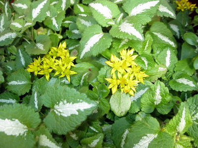 Byrja�i a� bl�mstra � �g�stlok