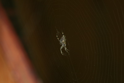 Vinalegt heimilisd�r