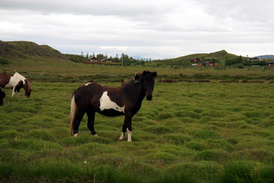 �a� er f�tt fallegra en �slenskur hestur � �slenskri n�tt�ru
