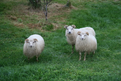 Gott � grilli�, �slensk lamb