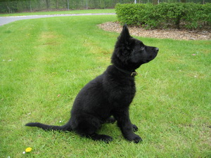 Danskur l�gregluhundur